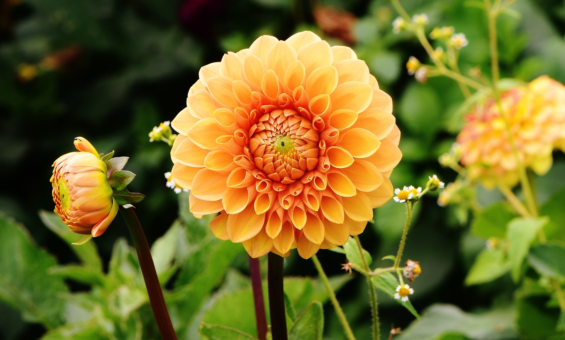 Orange flower among greenery