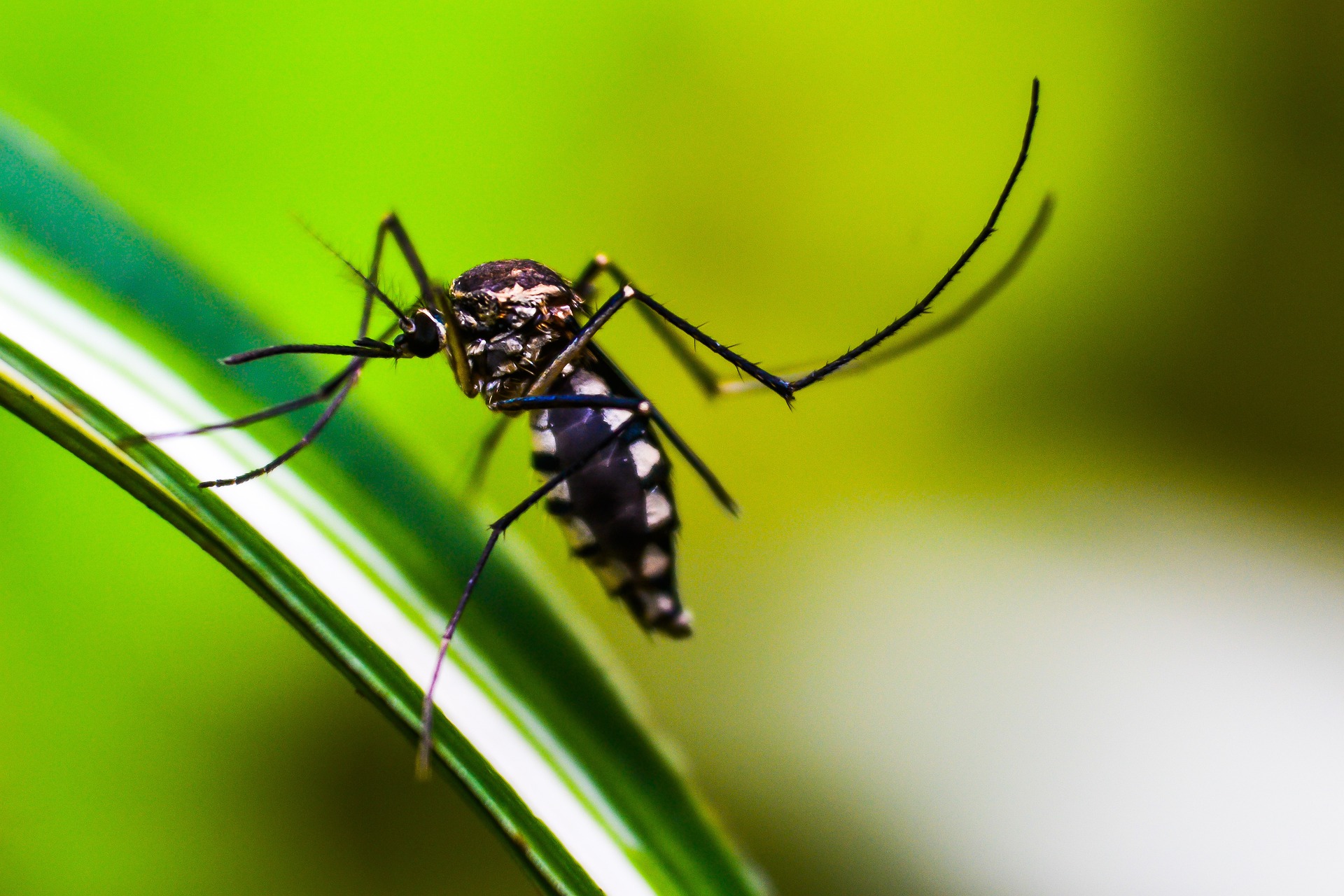 Mosquito on a leaf