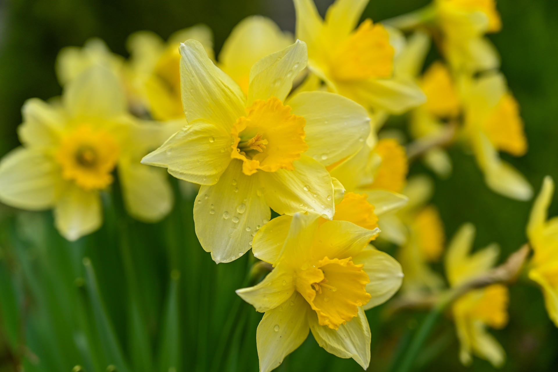 Wild Daffodils