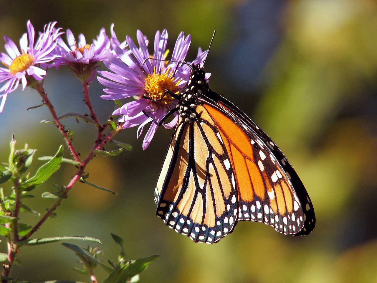 Monarch butterfly on a flower
