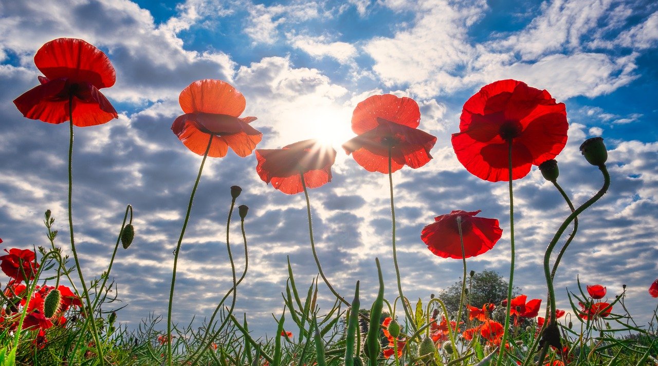 Field of poppies