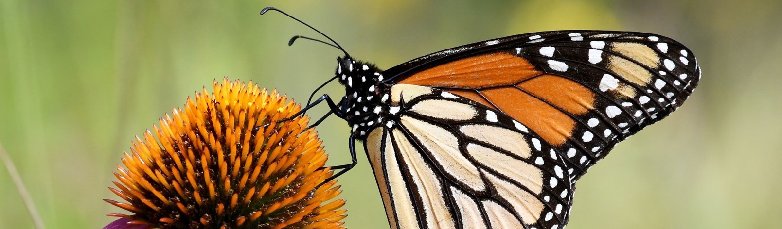 Butterfly on pollinator plant
