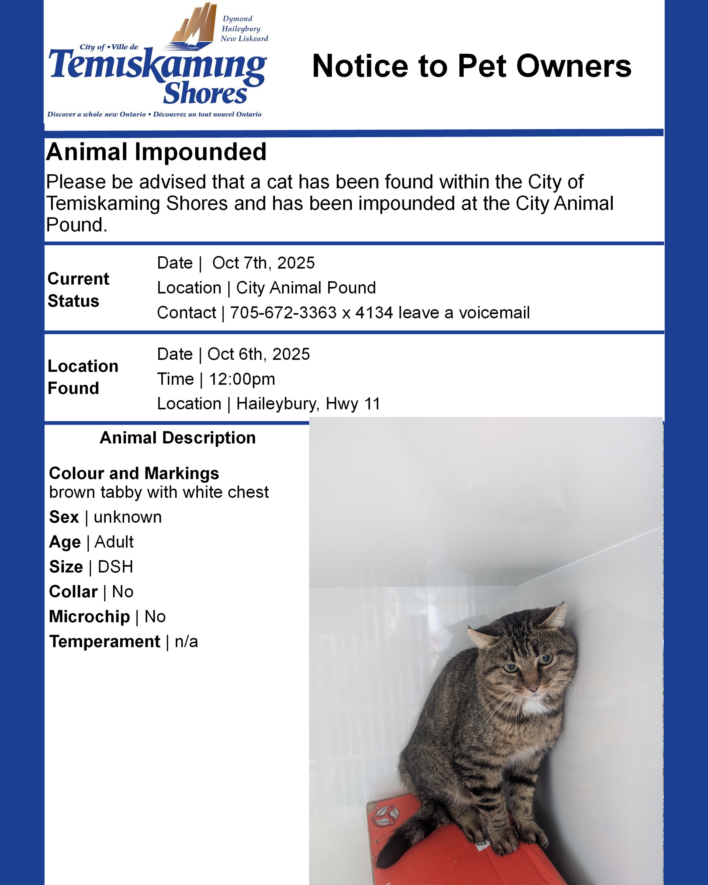 Brown Tabby with White chest impound notice